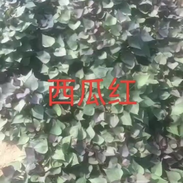 西瓜红秧苗