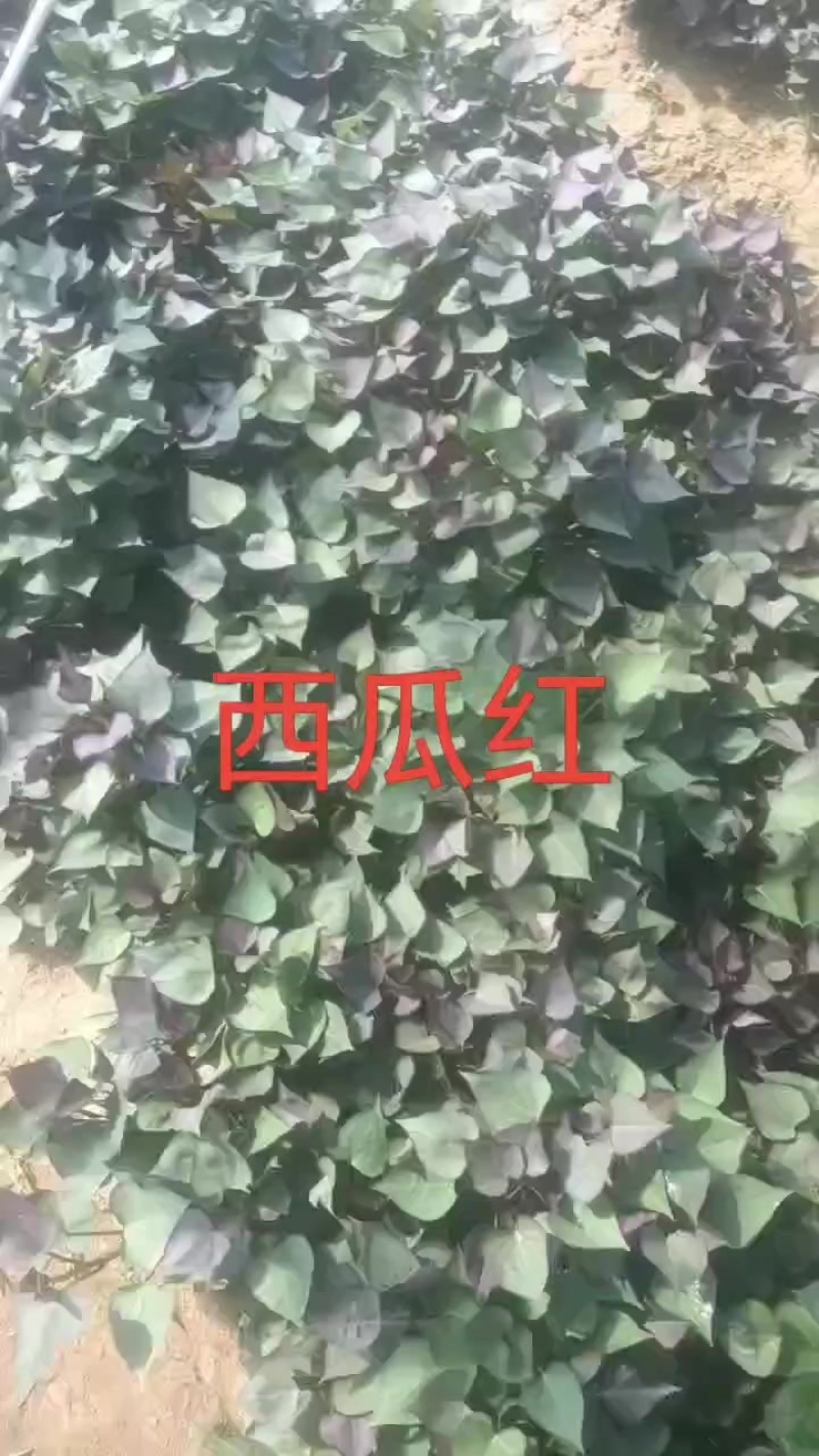 西瓜红秧苗