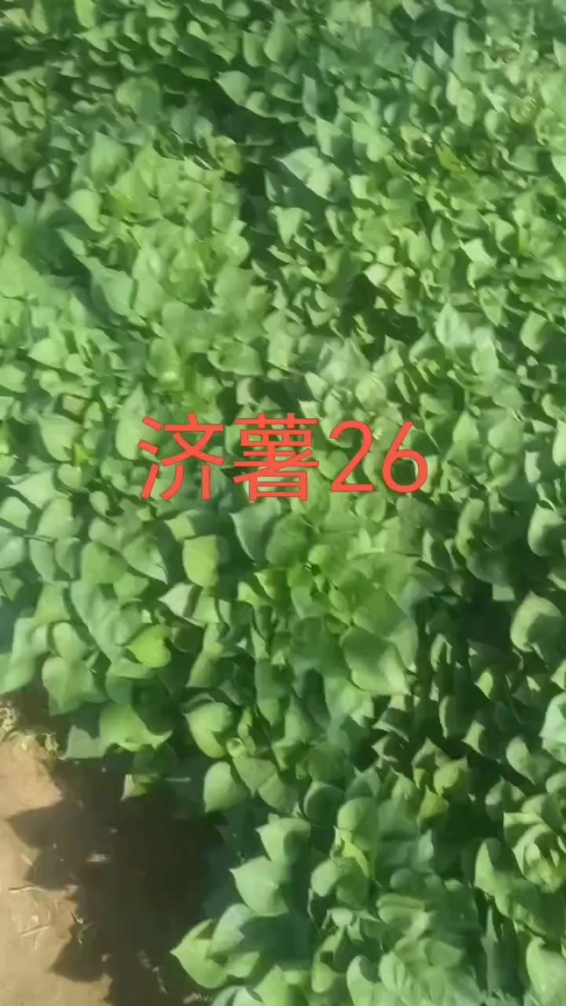 济薯26秧苗