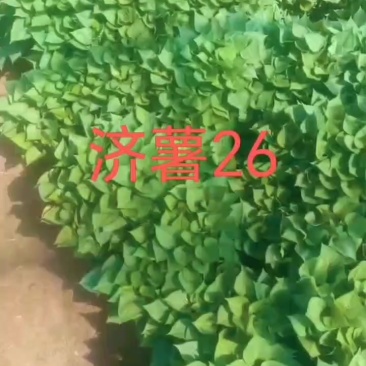 济薯26秧苗