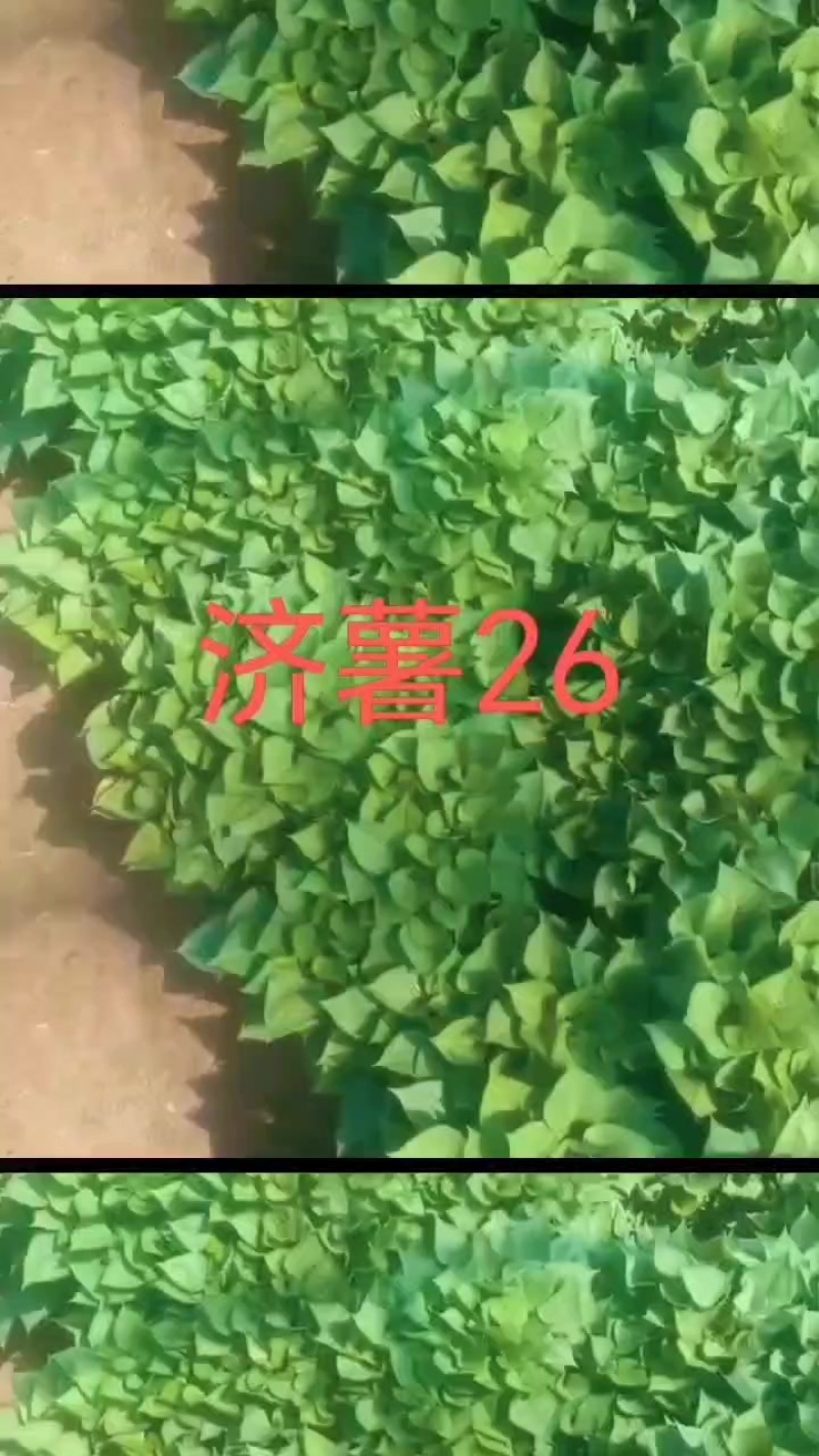 济薯26秧苗