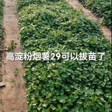 烟薯29秧苗