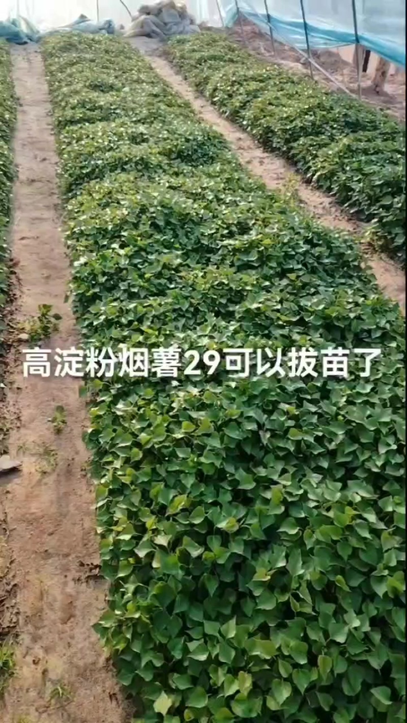 烟薯29秧苗