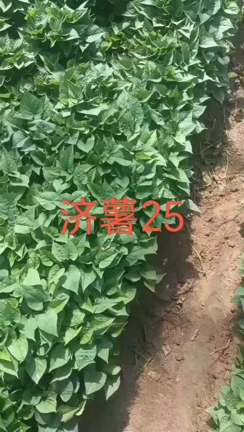 济薯25秧苗