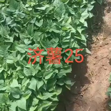 济薯25秧苗