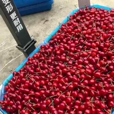 大家好，我是玛瑙红樱桃代办，今年大丰收，有需要老板可以联