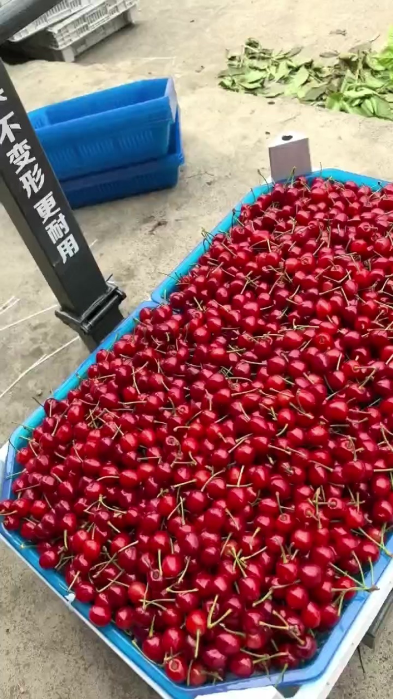 大家好，我是玛瑙红樱桃代办，今年大丰收，有需要老板可以联