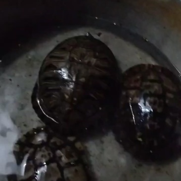 野生乌龟