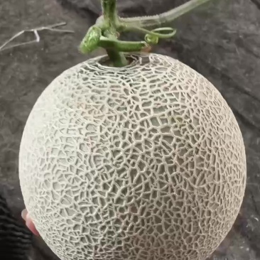 精品网文