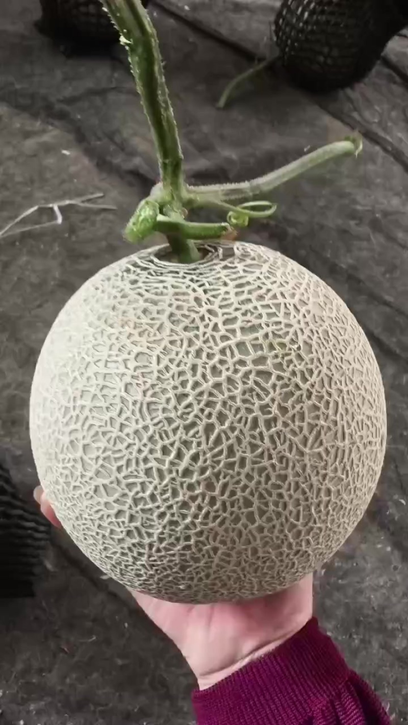 精品网文