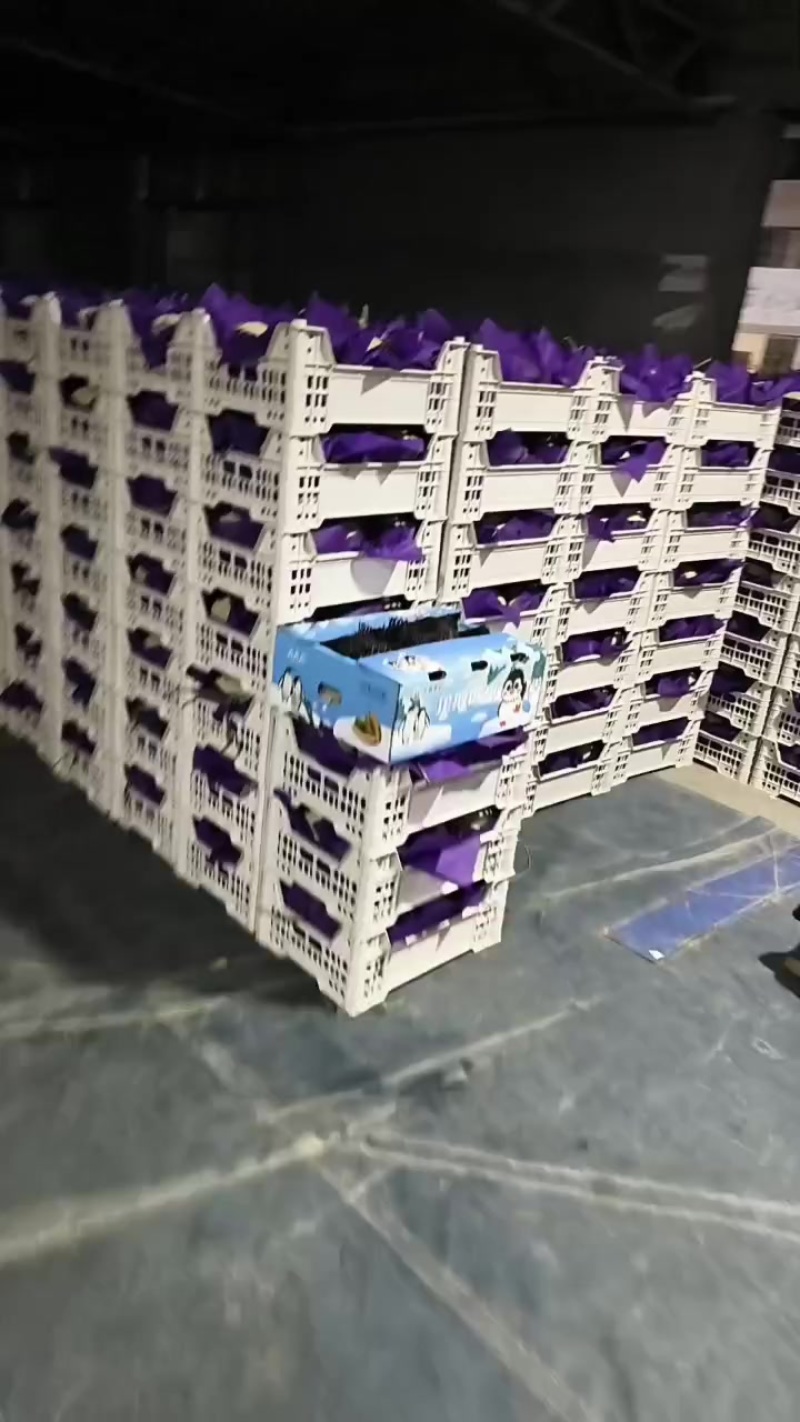 精品网文