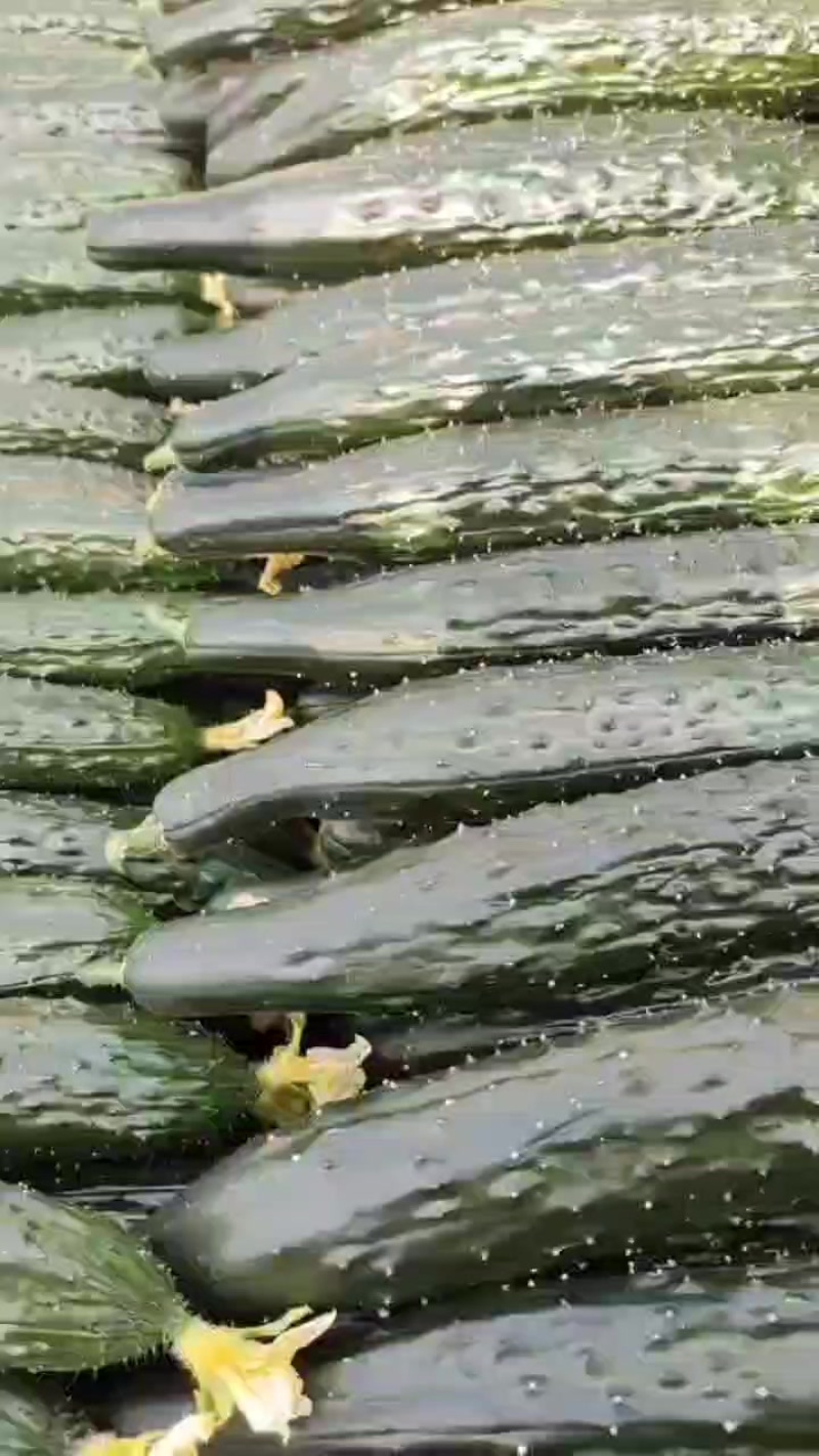 我们这里黄瓜大量上市需要联系