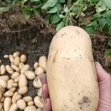 新土豆大量出货