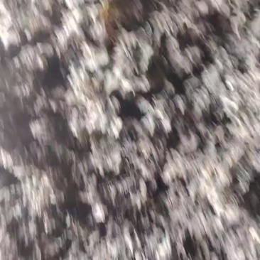 免洗地皮菜量大批发价