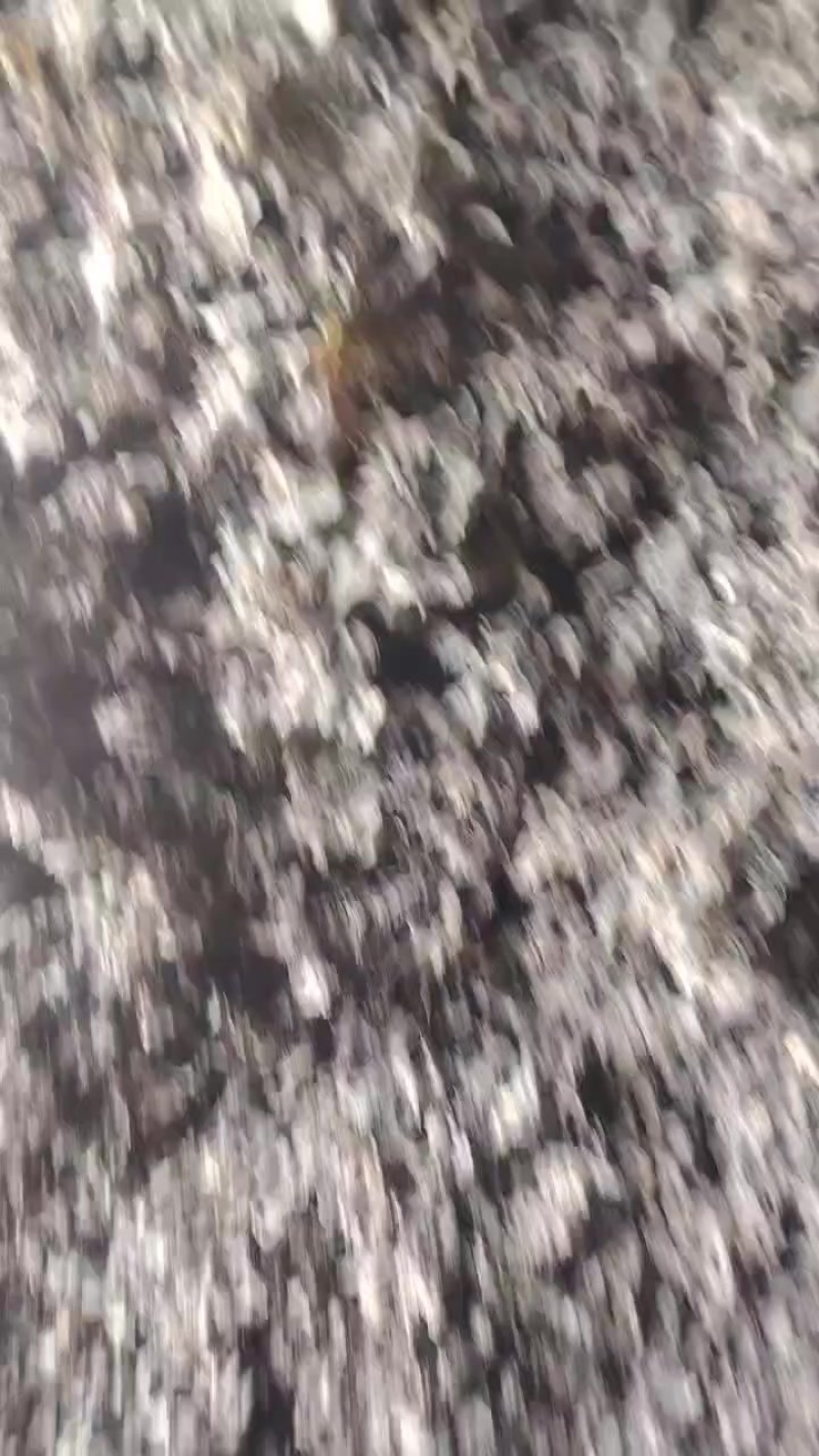 免洗地皮菜量大批发价