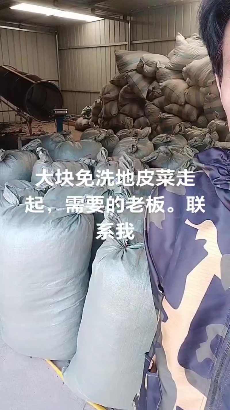 免洗地皮菜量大批发价