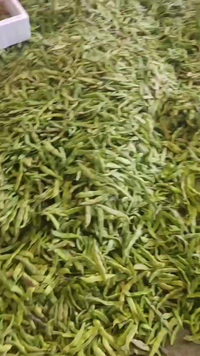 油豆