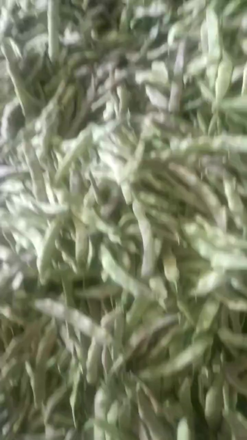 油豆