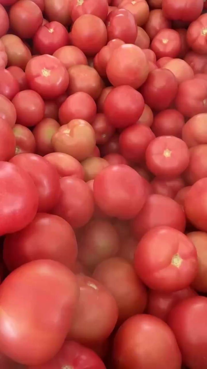 硬粉西红柿
