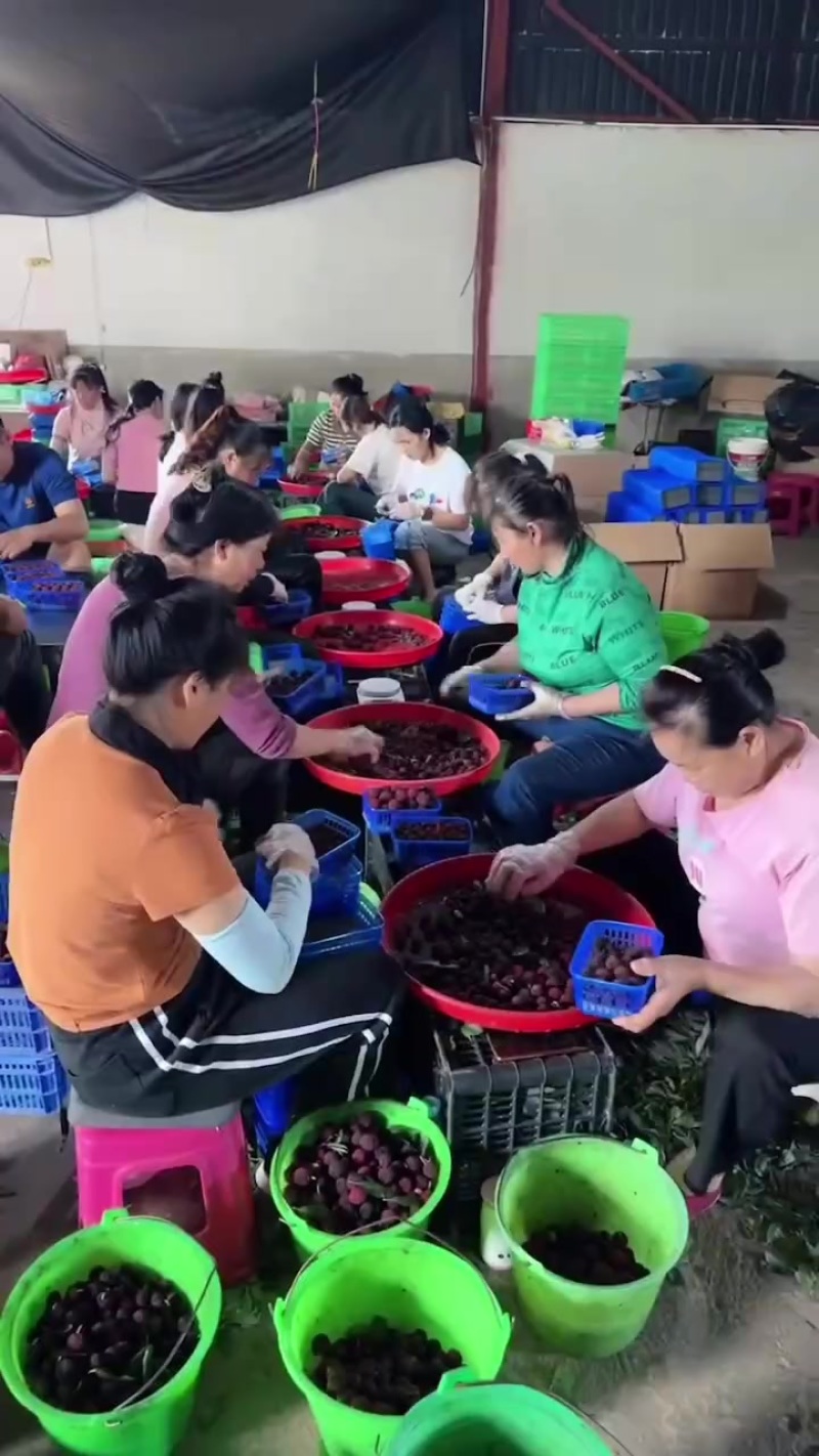 云南杨梅