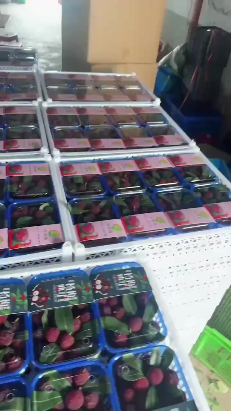 云南杨梅