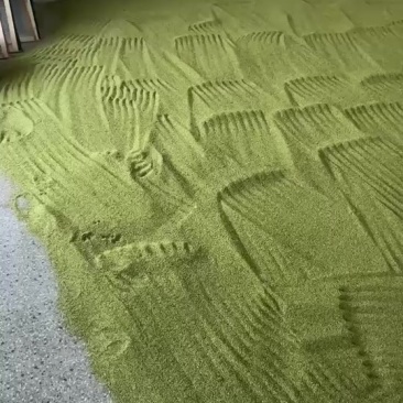 猫爪草种籽手工现捋基地直发自己种植