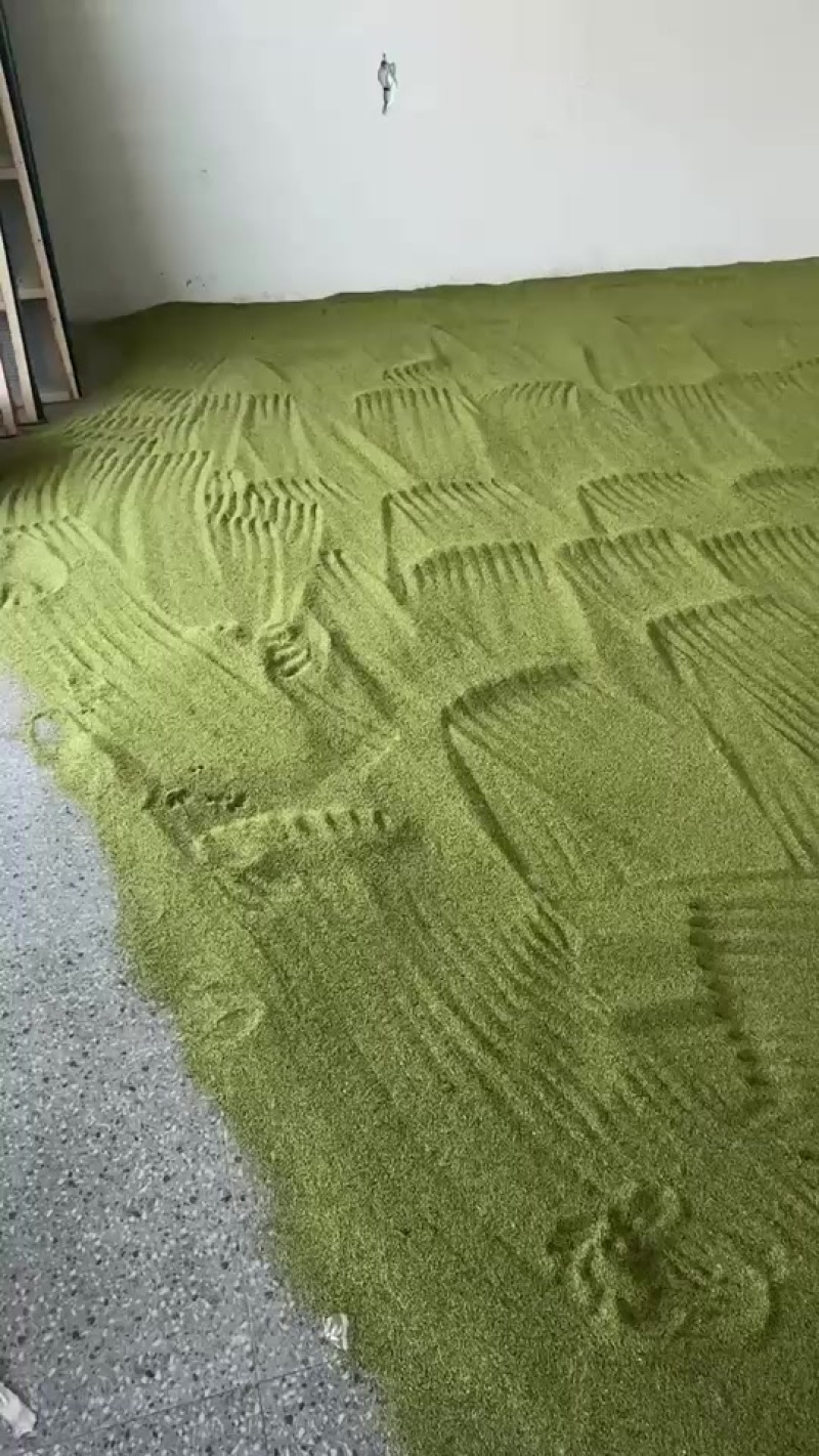 猫爪草种籽手工现捋基地直发自己种植