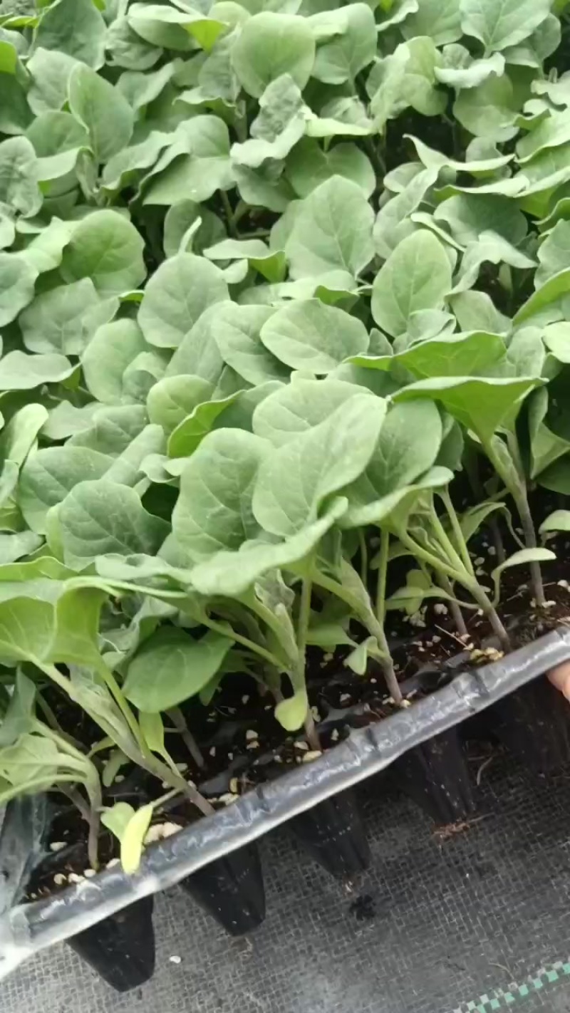茄子苗！！！！！！！！！！！！！！！！！！！！！！！！！