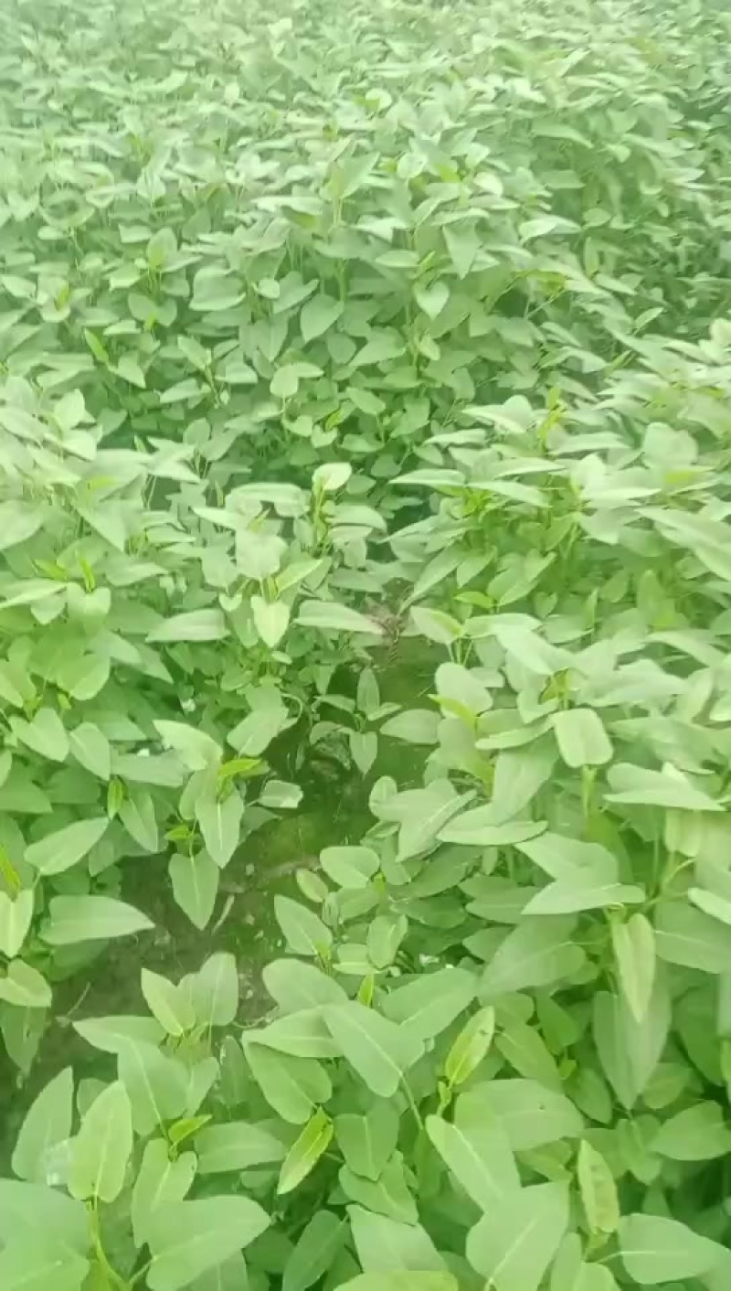 空心菜