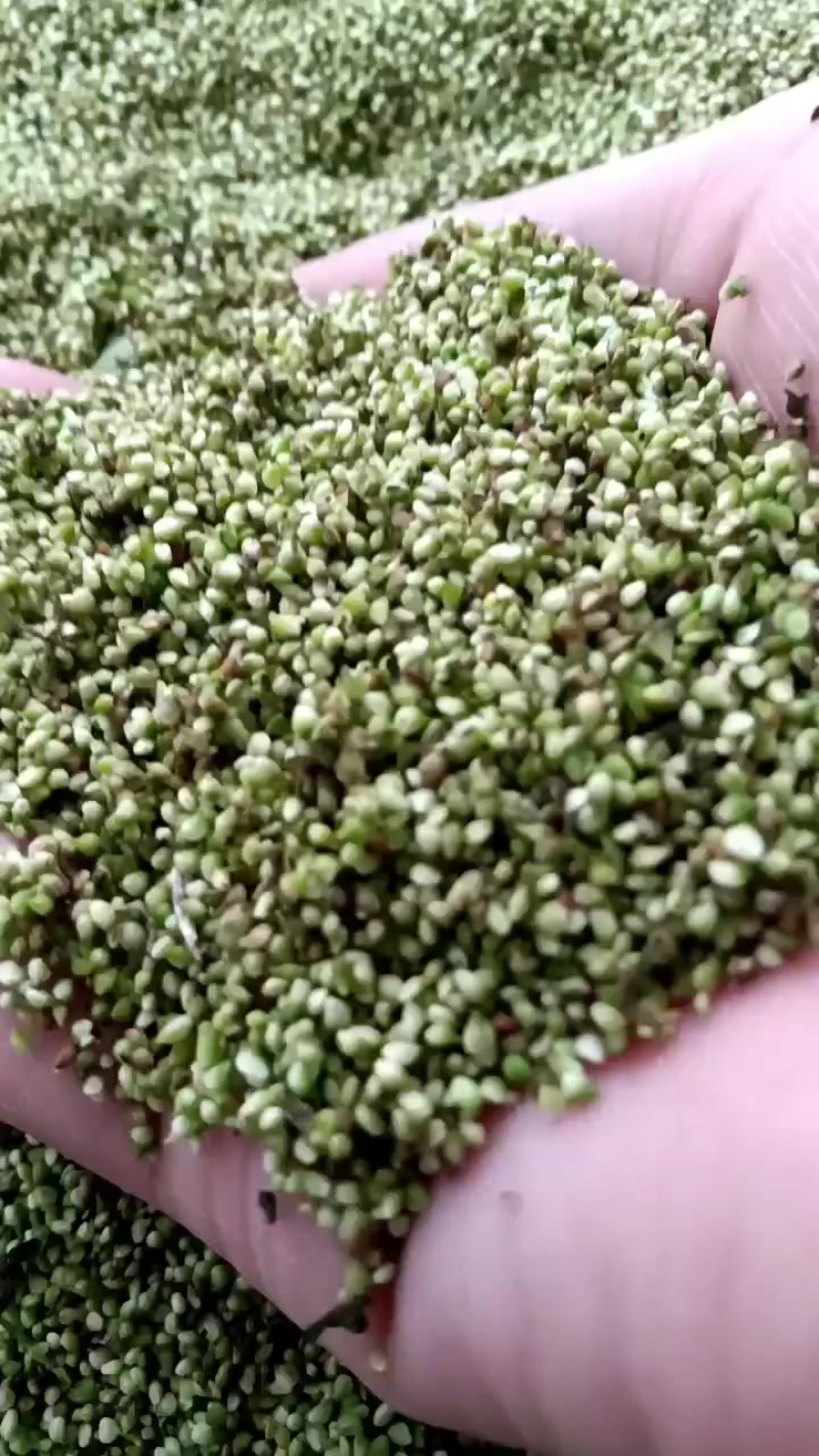 中草药猫爪草种子