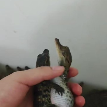 鳄鱼小苗鳄鱼小崽商品鳄鱼