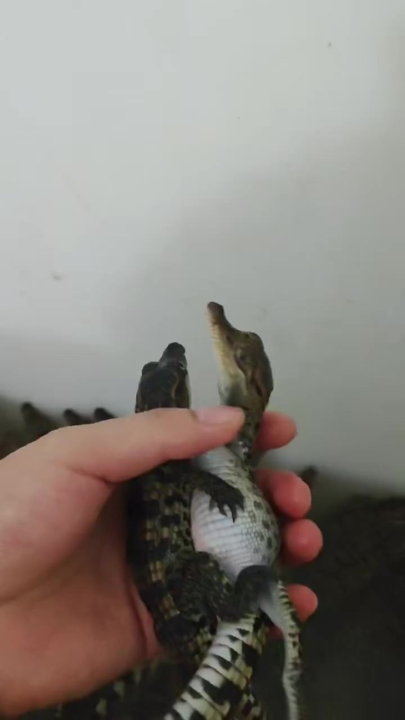 鳄鱼小苗鳄鱼小崽商品鳄鱼