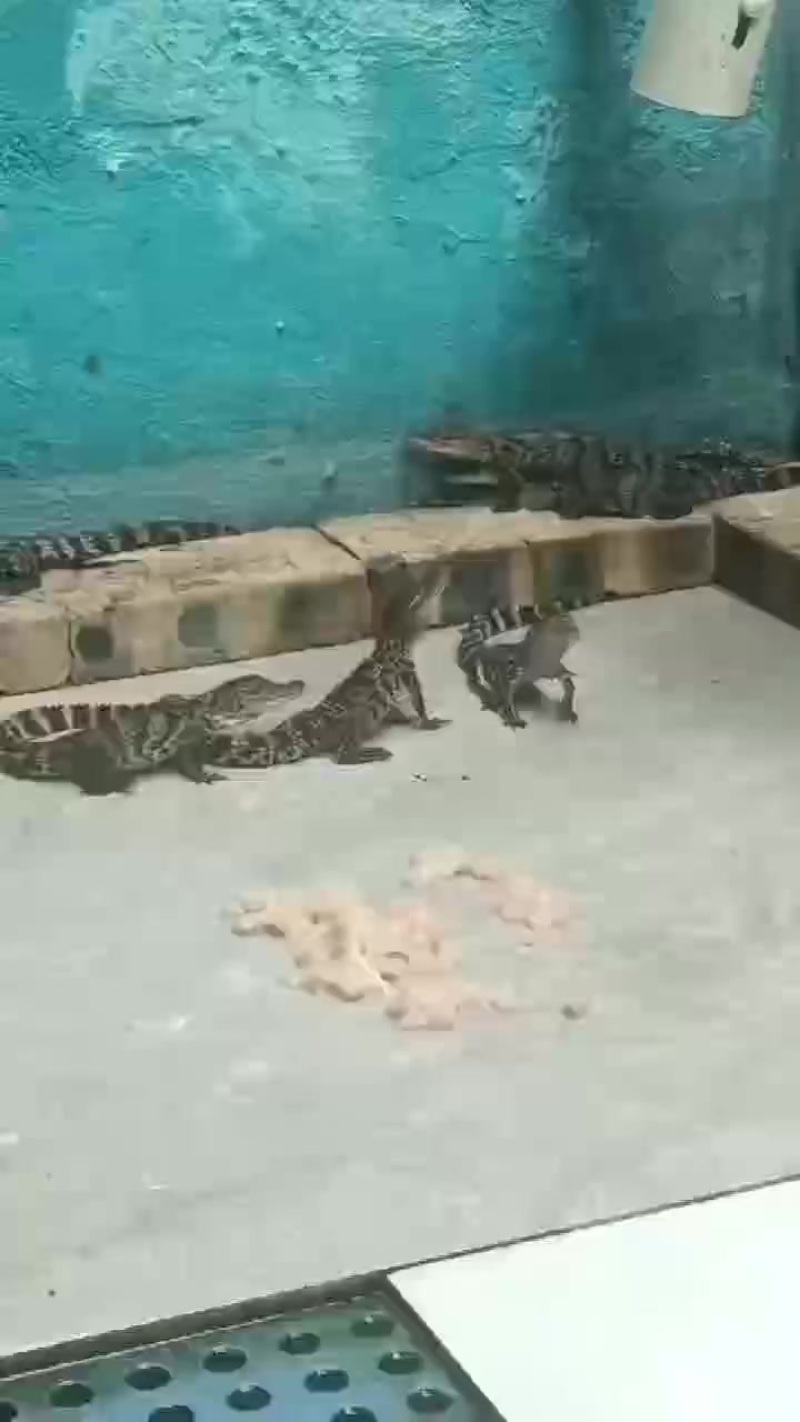 鳄鱼小苗鳄鱼小崽商品鳄鱼