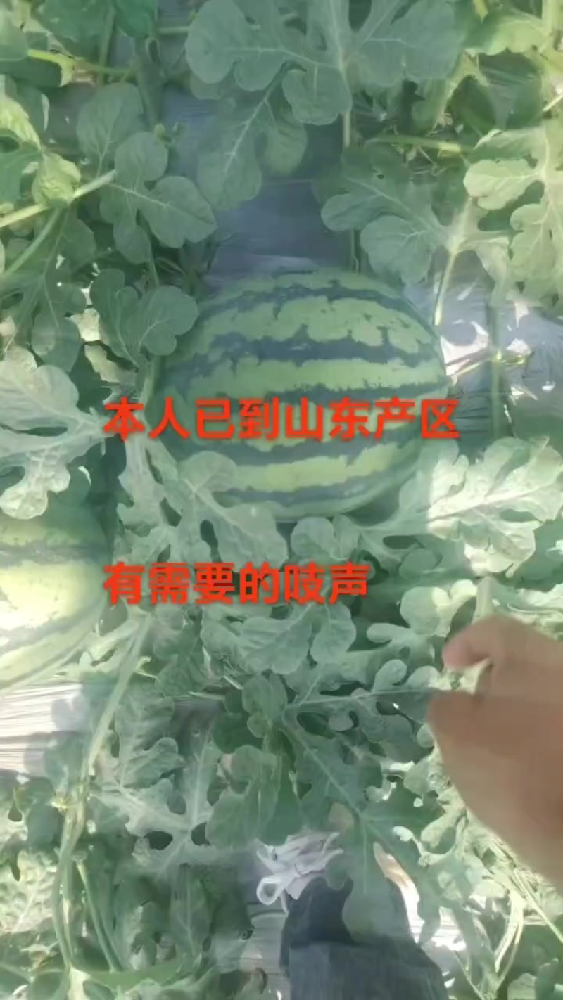 甜王