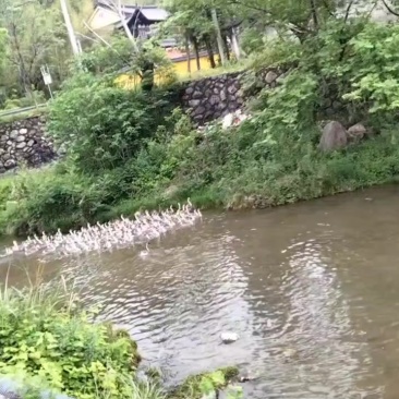 浙江本地活鹅散养鹅6-8斤三年老鹅