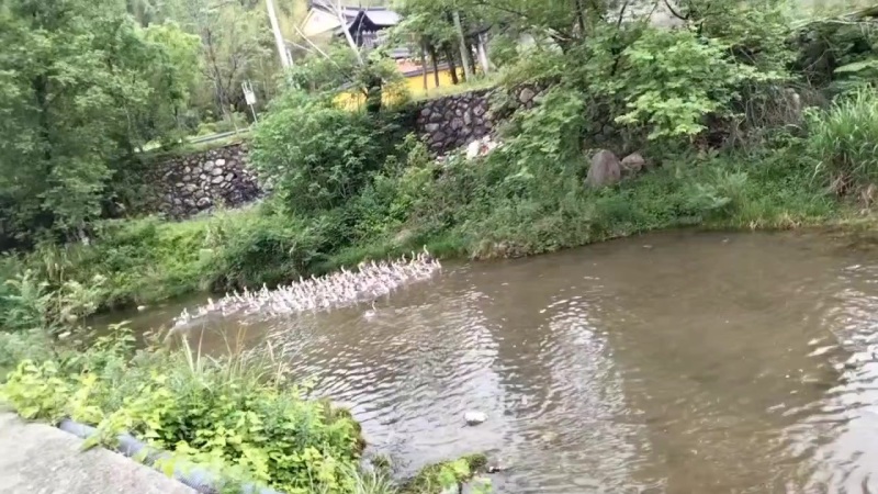 浙江本地活鹅散养鹅6-8斤三年老鹅