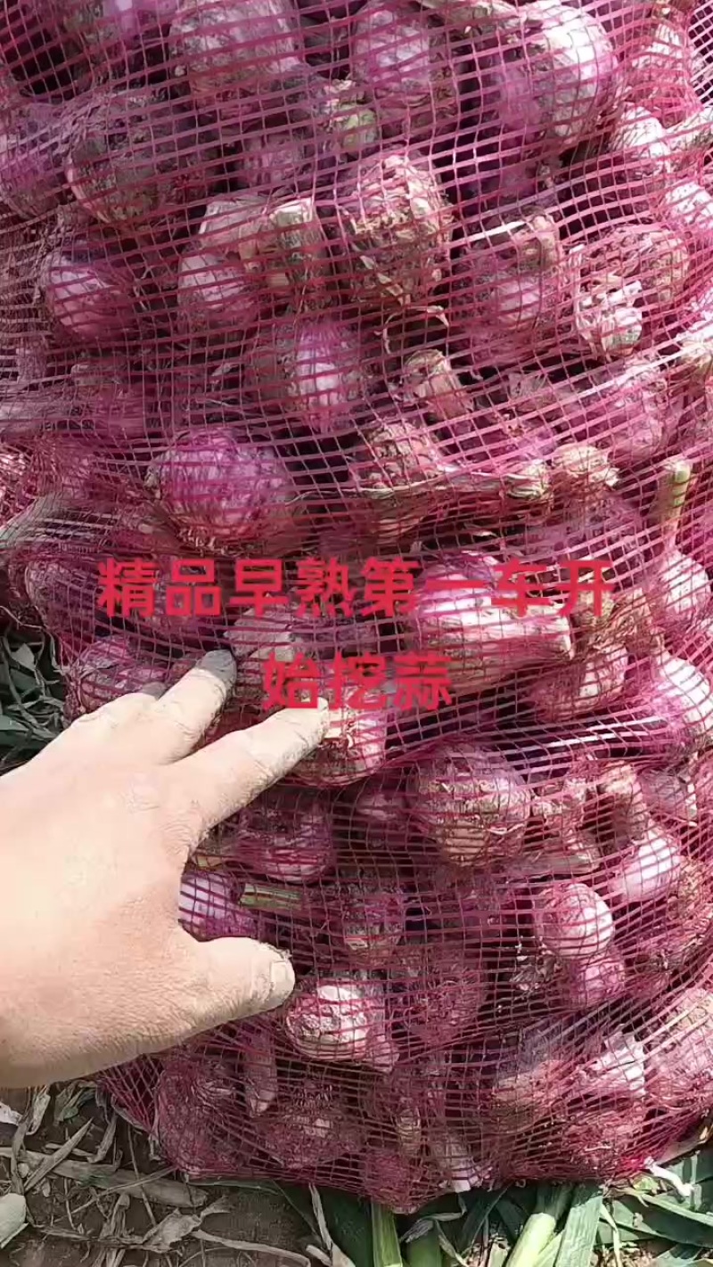 中牟紫红皮精品早熟蒜