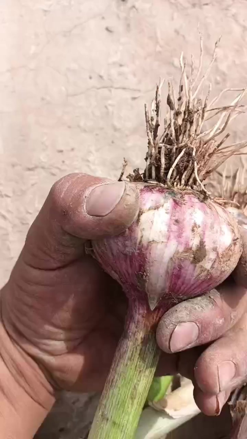 中牟紫红皮精品早熟蒜