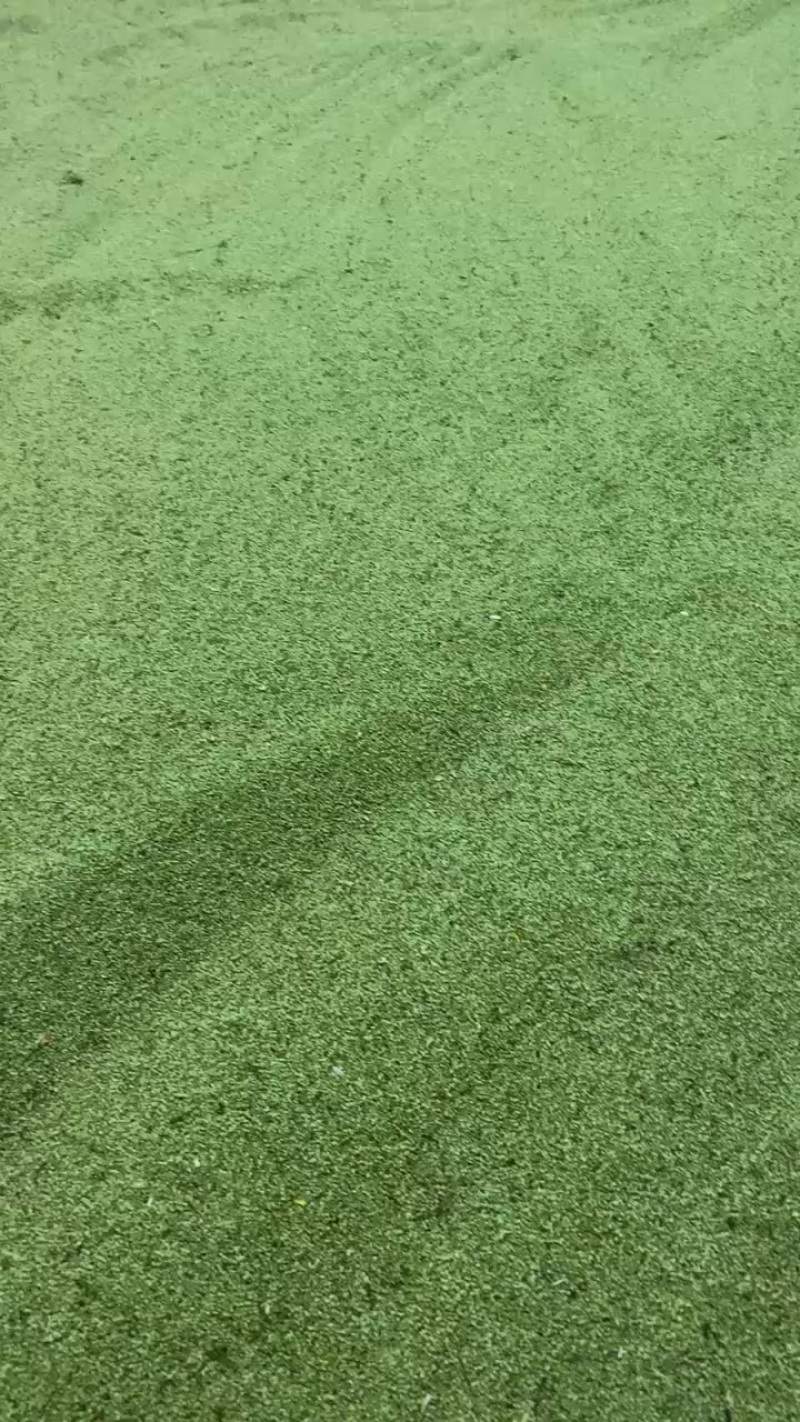 猫爪草种子