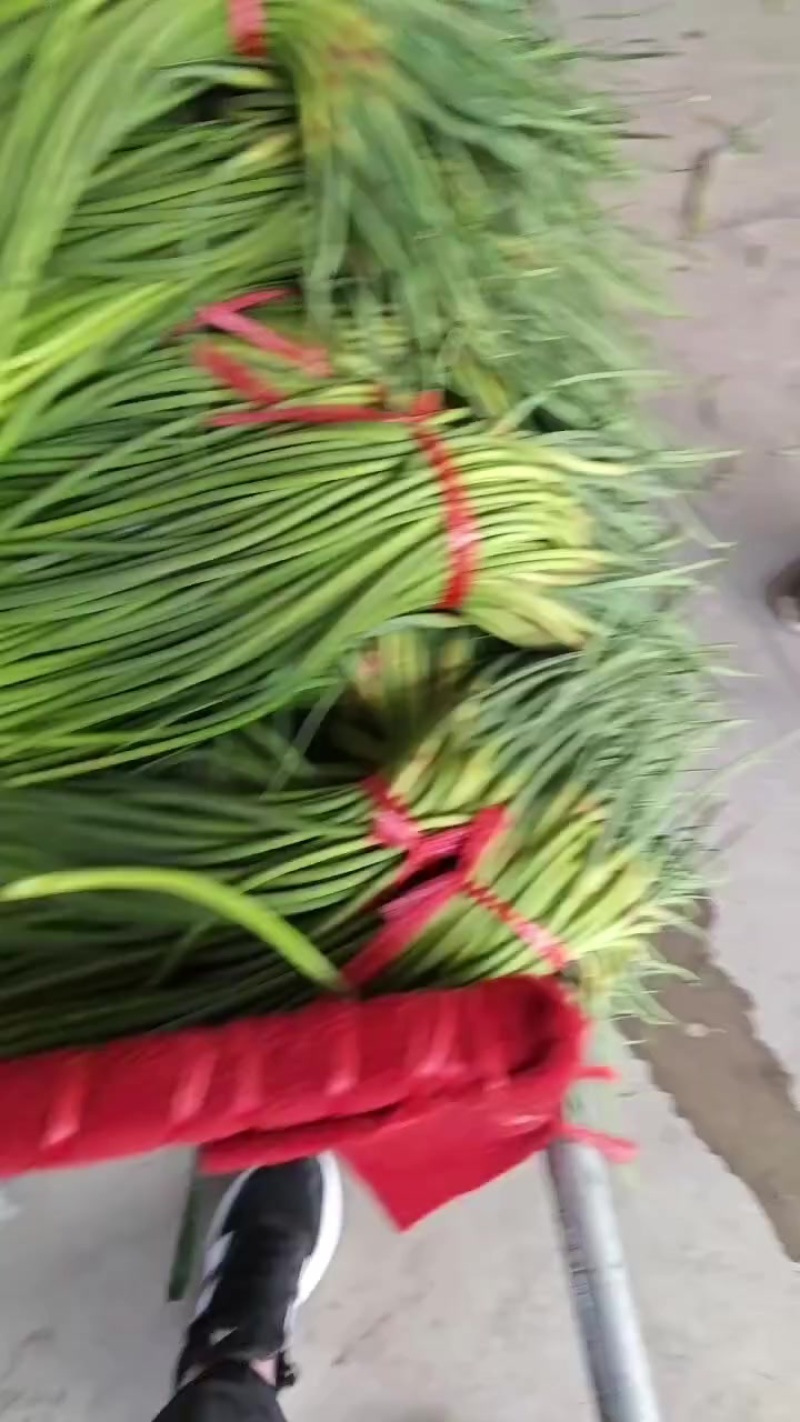 优质新鲜蒜苔，入库～市场均可