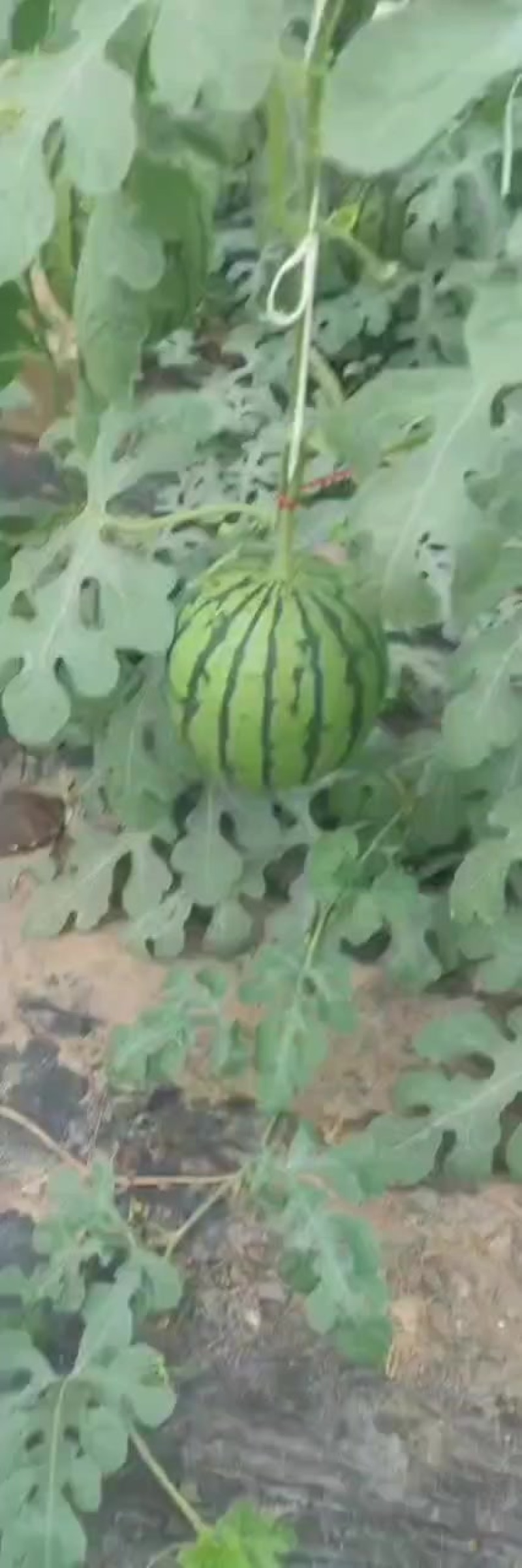 山东产地小糖丸西瓜大量上市，