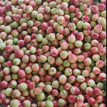 中油油桃