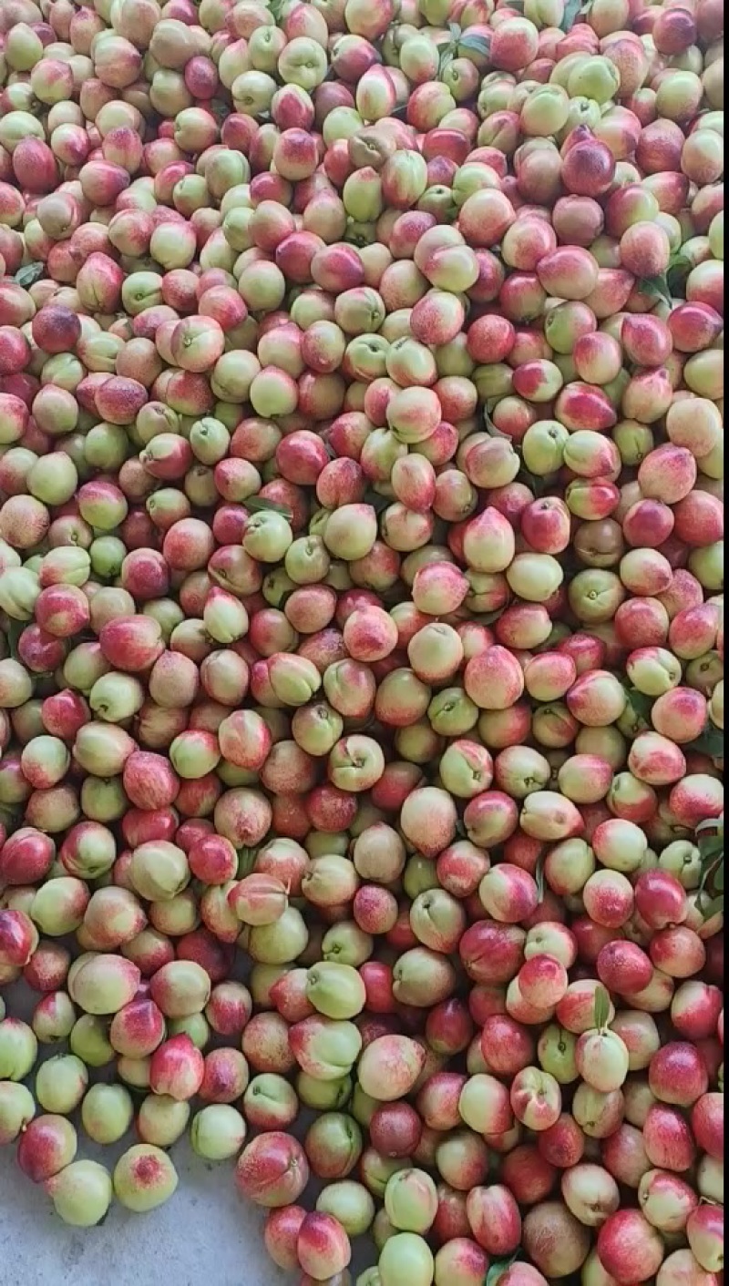 中油油桃