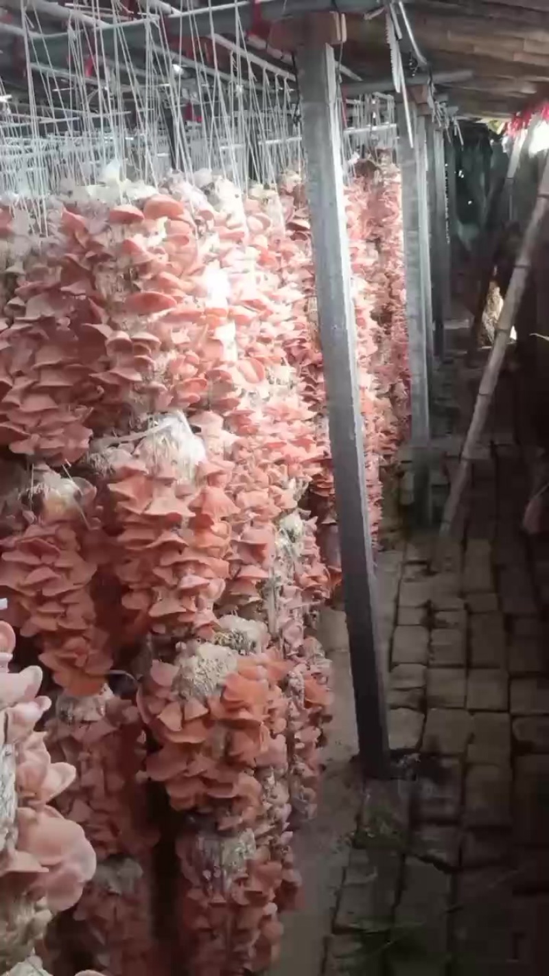 粉木耳贵妃儿自产自销实际合作纯粉色的纯粉色的