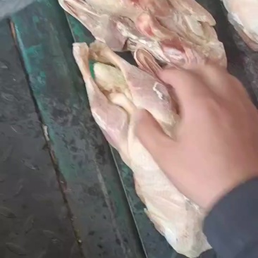 土鸭10吨，不带鸭掌，