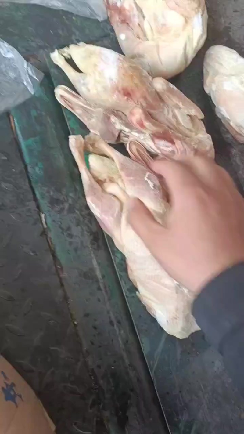 土鸭10吨，不带鸭掌，
