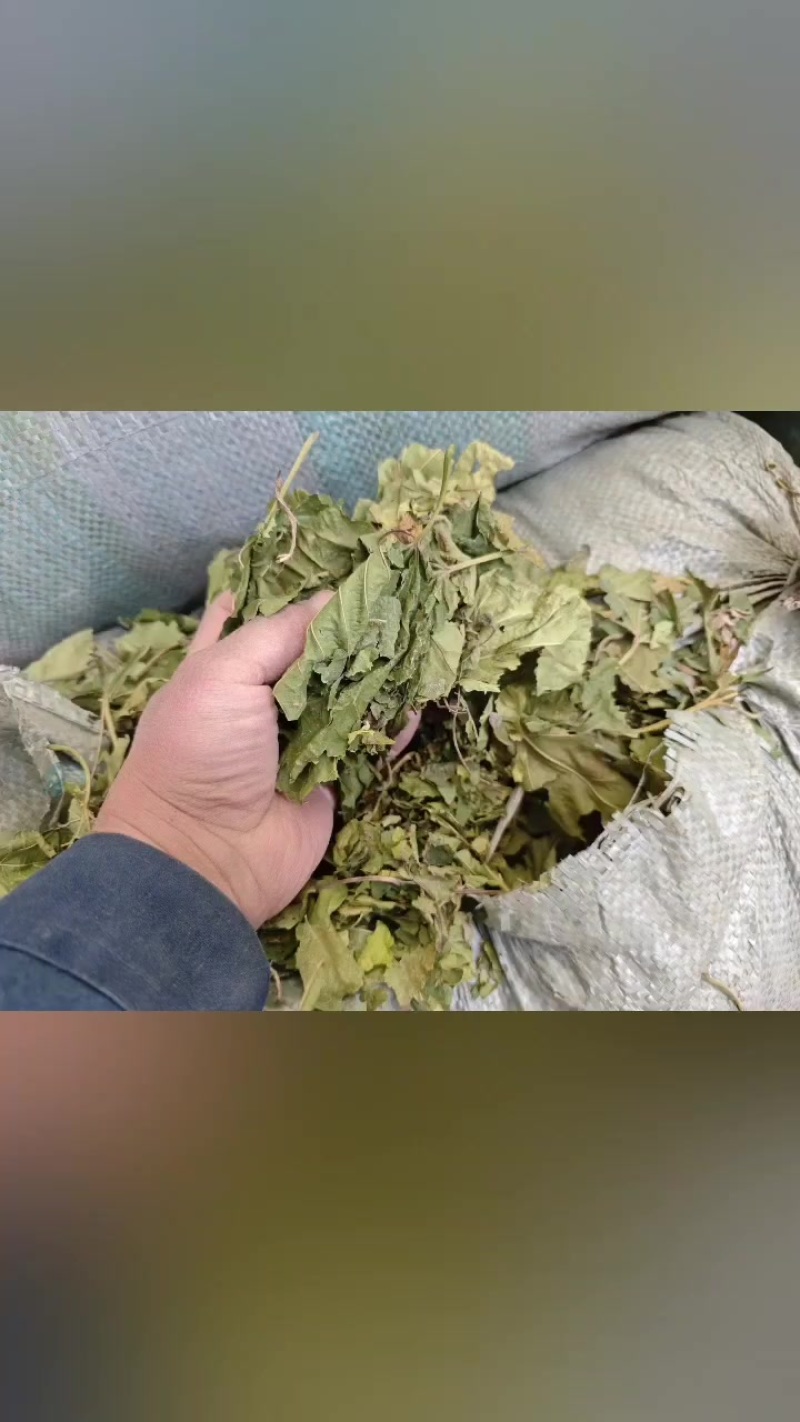 青桑叶，霜桑叶，干桑叶，打粉桑叶，