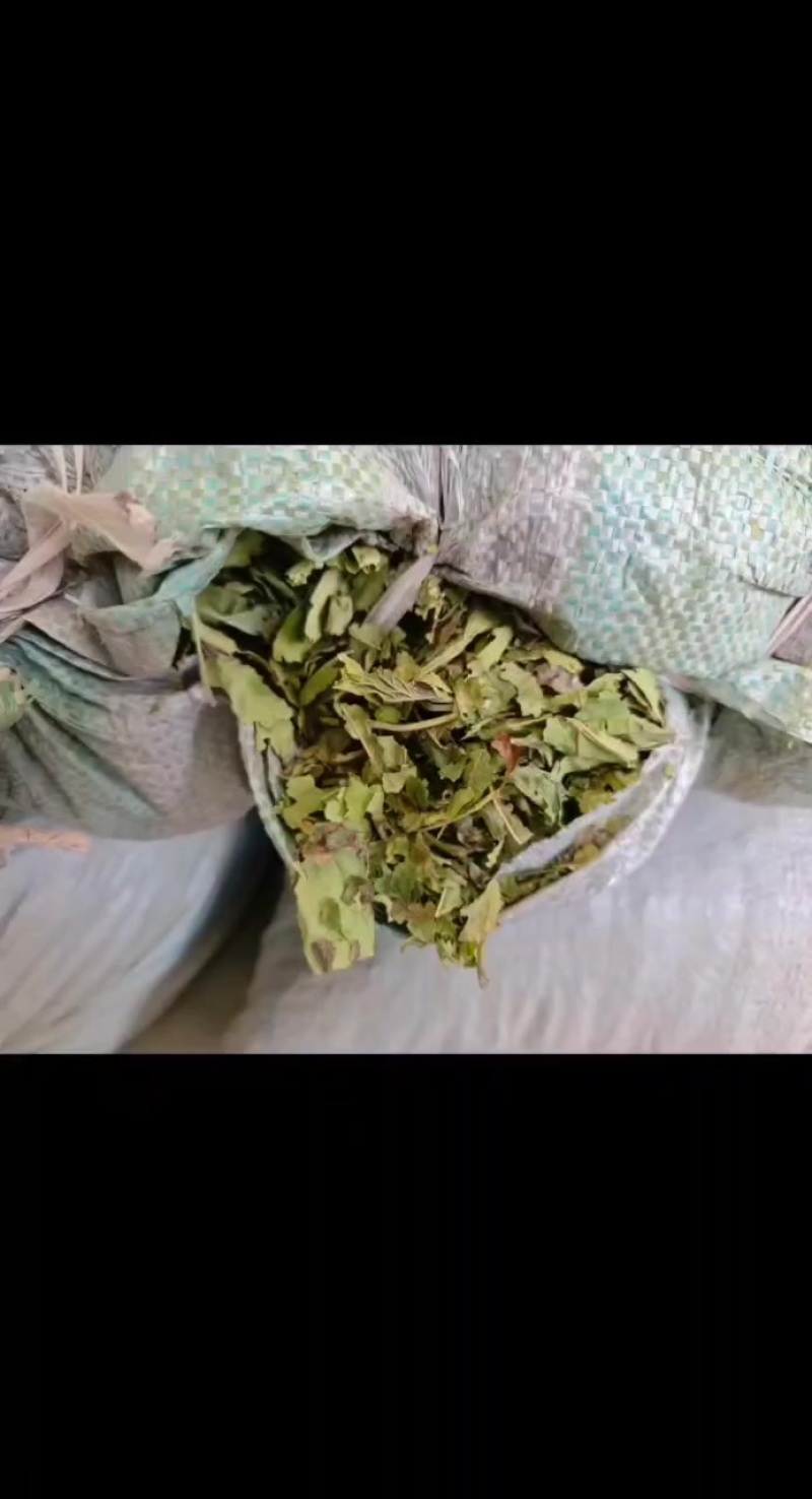 青桑叶，霜桑叶，干桑叶，打粉桑叶，