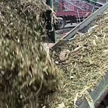 精品黄储打包散装都可以质量有保障价格美丽