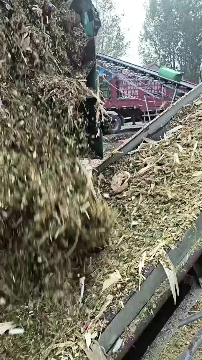 精品黄储打包散装都可以质量有保障价格美丽